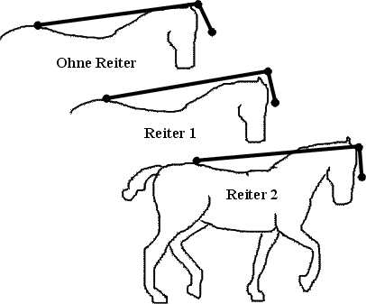 Abbildung 4: Mittelwerte der Kopfhaltung aller Pferde: